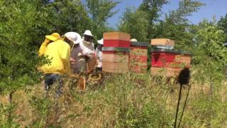 Cooperativa Lo Sciame Corso di Apicoltura