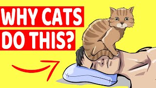 Why Your Cat Sleeps On Your Face and 9 Other Strange Cat Behaviors Explained