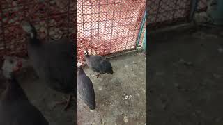 (তিতির পাখি) Guinea fowl / China murgi sounds🐔 #short #bangladesh