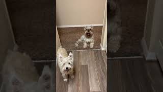 Schnauzer Mathew and Bernadette waiting for chicken