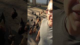 I Am The Pied Piper Of Chickens #farmlife #shorts #homesteading #chickens #mealprep #eggs #diy