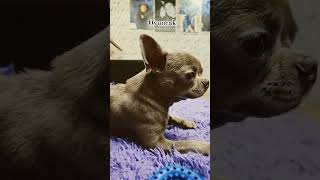 #рекомендации #shortvideo #chihuahua #shorts