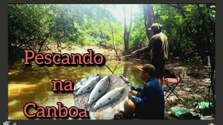 PIAU E CUMATA COM MASSINHA DO SUCO DE MANGA! NO RIACHO ITARARÉ ! pescaria