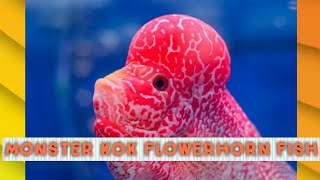 monster kok flowerhorn|flowerhorn fish|flowerhorn| vip flowerhorn fish