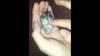 Cute girl playing with a flufy puppy hamster