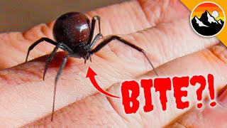 WILL IT BITE?! Black Widow Challenge Tests Nerves!