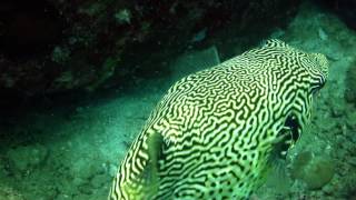 Puffer Fish @ Salang Bay Shore Dive