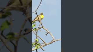 Baya weaver bird Sri Lanka #shorts