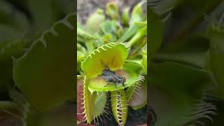 Yummy Fly #theopenproject #animal #fly #venusflytrap #planteating