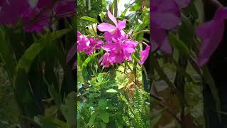 Orchid blooms after the rain #shorts #shortvideo #orchidgarden #orchidcare #plants