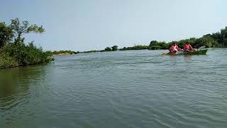 Dolphin kayaking