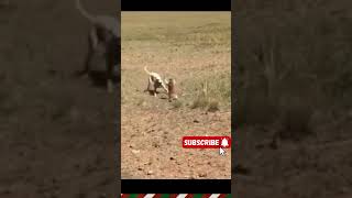 How Kid Monkey Beats 3 Dogs #monkey #dogs #animalfight #scary #savageanimals 👀🔥