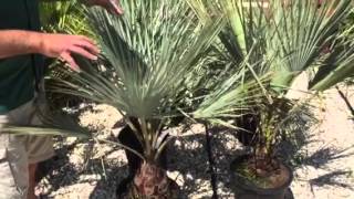 Blue Hesper Palm – A Distinctive Palm With A Striking Look