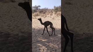 Little camel Baby #viral #short