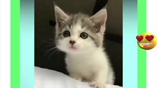 Cute kittens compilation قطط جميلة و مسلية