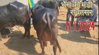 bhainson Ki Mandi Rawatsar राजस्थान की सबसे सस्ती वह बड़ी मंडी में से एक buffalo market