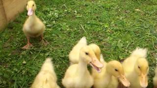 My new pets ducks