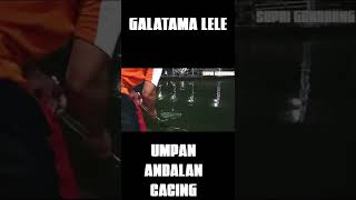 galatama lele || tarik terus maszehhh.. #shorts