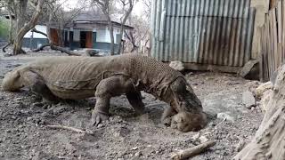 Komodo Dragon eating a Monkey alive