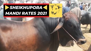 Bakara Market🔥 (1st Qurbani Bakara Video)👍 Sheikhupora 2021-Bakara Mandi 2021-Sheikhupura Mandi 2021