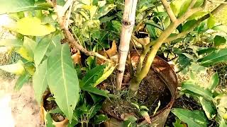 Viral Lemon! High yielding lemon varieties! ভাইরাল জাতের লেবু! উচ্চ ফলনশীল জাতের লেবুর জাত চিনুন।