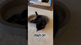 Crazy Cat 🐈‍⬛ 😻