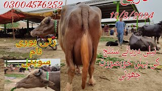 neeli dariyai satluj ki khubsurat jhoti for sale Okara Animal TV 11/8/2024 .03004576252