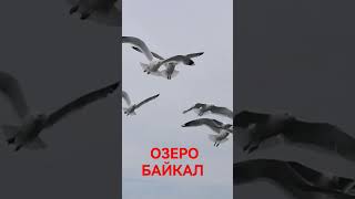 ОЗЕРО БАЙКАЛ ЧАЙКИ ЕДЯТ С РУК #shorts