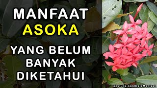 Manfaat Asoka | Khasiat Asoka Untuk Kesehatan Dan Kecantikan Yang Belum Banyak Diketahui