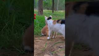 cat, tortule and rabbit playing together