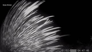 شەڕکردنی سوچەڕێک لەگەڵ کامێراکەم - porcupine fighting my camera trap