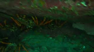 A cave filled with Crayfish