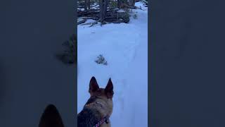 Hiking sawmill gulch outside of York, MT with dude the crazy German Shepard