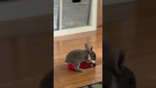 Rabbit transportation