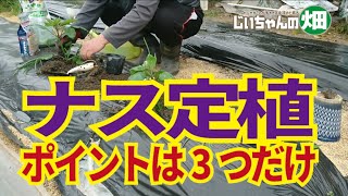 ナス定植。苗を失敗なく育てるポイントは3つだけ。4/21