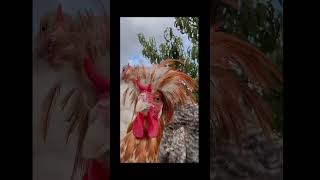 3-chicken fillet #youtubeshorts