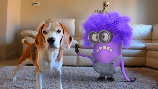 EVIL PURPLE MINION VIS FUNNY DOGS