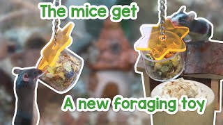 Mice get a mouse sized foraging toy