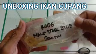 IKAN CUPANG STEEL BLUE