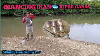 MANCING IKAN KIPAR GANAS "