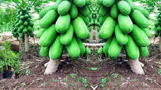 How many days does papaya take to grow? Teang Daily Viral  Papaya S