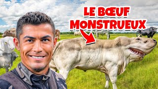 Voici les 10 races de bœufs les plus massives du monde dont vous ignorez l'existence.