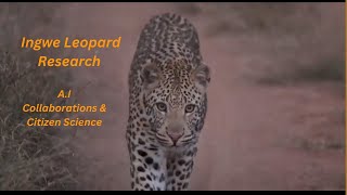 Ingwe Leopard Research: A.I, Collaborations& Citizen Science