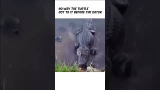 no way the turtle got to it before the gator #funny #fyp #comedy