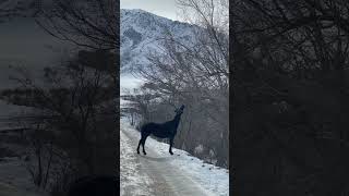 The Horse is blocking the way, Chunkurchak, Kyrgyzstan