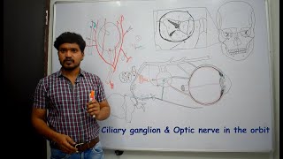 Anatomy of Ciliary ganglion & Optic nerve (Contents of orbit-2)-Simplified & made easy 4 beginners