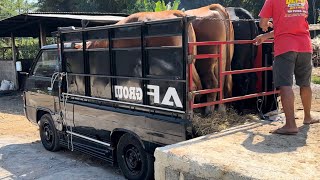 BELGIAN BLUE DAN SIMENTAL SUPER MENUJU WONOSOBO 3 EKOR BAKALAN AKBAR FARM‼️