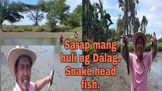 Kabayan tara mang huli tayo ng Dalag. snake head fish.