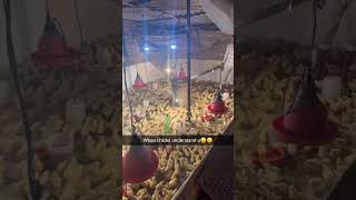 Best knowledge of poultry farming, how to grow chicks #poultryfarming #chicks