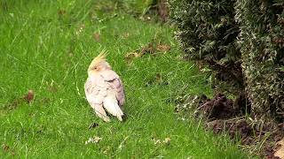 Ohlsdorfer Friedhof:  Cockatiel discovered-Nymphensittich entdeckt.